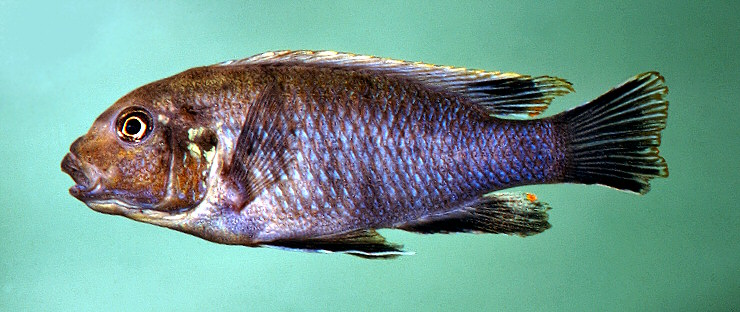 Tropheops 'lucerna brown', photo &copy; by M.K. Oliver