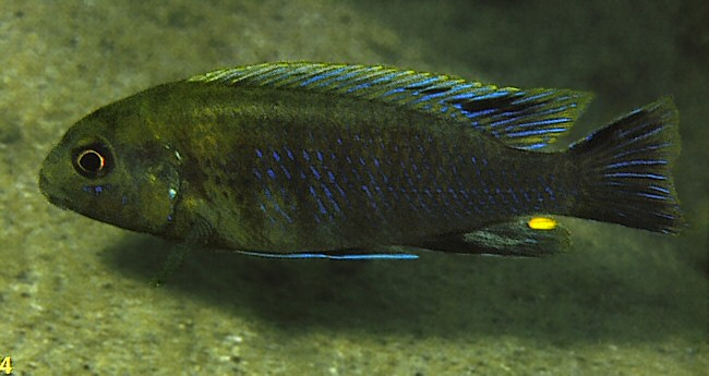 Pseudotropheus lucerna at Nkhata Bay, photo &copy; by Ad Konings, used with permission