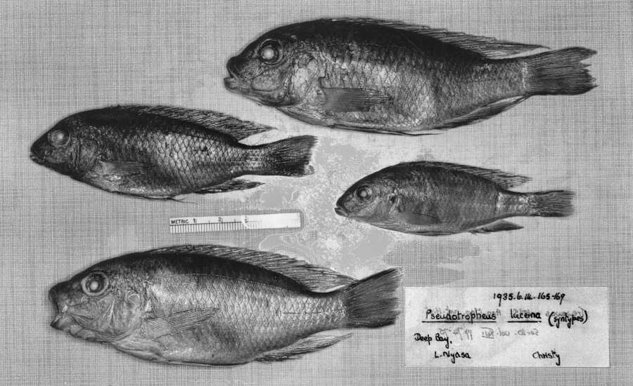 Pseudotropheus lucerna, paratypes, photo &copy; by M.K. Oliver