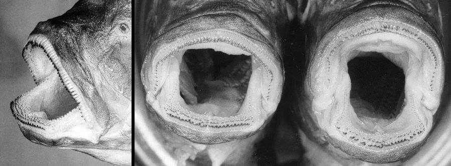 Pseudotropheus lucerna, syntypes, to show jaw teeth. Photo &copy; M.K. Oliver