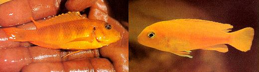 Chindongo saulosi, female; photo by Ad Konings