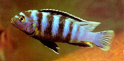 Chindongo saulosi, male; photo by Ad Konings