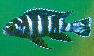 Chindongo demasoni, photo by Mikael Karlsson