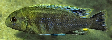 Pseudotropheus lucerna. Photo &copy; Ad Konings