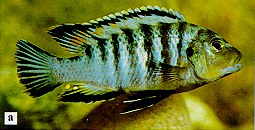 Pseudotropheus williamsi, photo from Ribbink et al. (1983)