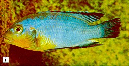 Another Pseudotropheus williamsi, photo from Ribbink et al. (1983)