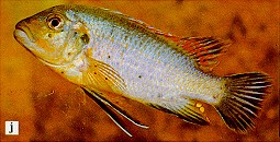 A third Pseudotropheus williamsi, photo from Ribbink et al. (1983)