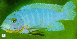 Maylandia xanstomachus, photo from Ribbink et al. (1983)