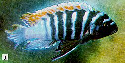 Maylandia pyrsonotos, photo from Ribbink et al. (1983), used by permission