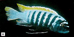 Maylandia emmiltos, photo from Ribbink et al. (1983); used by permission