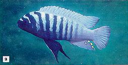Pseudotropheus (or Maylandia) zebra, BB male, photo from Ribbink et al. (1983)