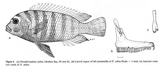 Maylandia zebra; drawings from Ribbink et al. (1983)
