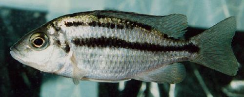 Protomelas taeniolatus `red empress` female,
photo &copy; by Andy Fox, used with permission