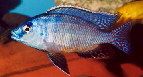 Protomelas taeniolatus `red empress` male,
photo &copy; by Andy Fox, used with permission