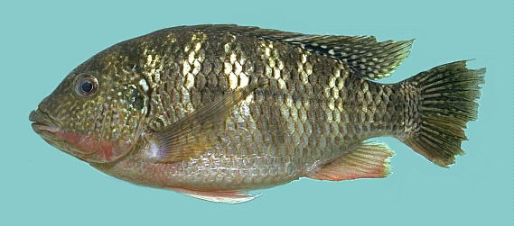 Tiliapia rendalli, photo
copyright &copy; 1997 by M. K. Oliver