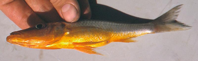 Rhamphochromis `long fin yellow,' to show yellow venter; photo copyright &copy; by M. K. Oliver