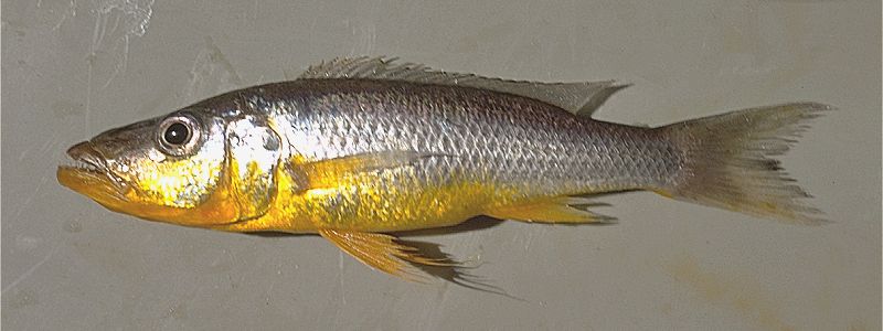 Rhamphochromis `long fin yellow,' possibly identifiable with R. brevis;
photo copyright &copy; by M. K. Oliver