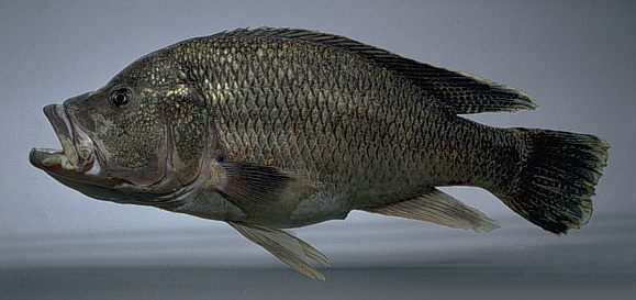 Serranochromis r. robustus, photo copyright &copy; 1997
by M. K. Oliver