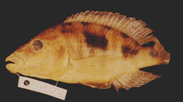 Otopharynx pachycheilus (`rubberlip`), a new species of three-spot hap;
photos by Matt Arnegard, used by permission