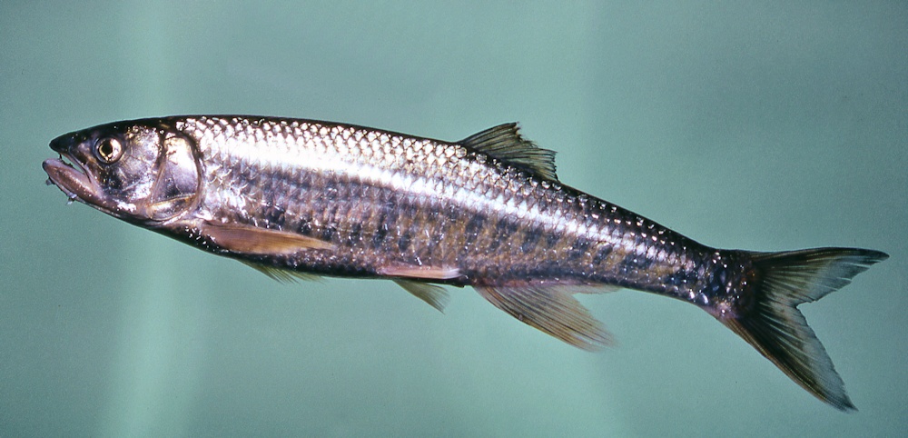 Opsaridium microcephalum, the Sanjika, a predatory cyprinid found in Lake Malawi. Photo copyright &copy; by M. K. Oliver