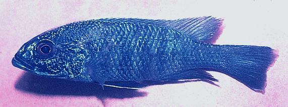 Sciaenochromis ahli, photo copyright &copy; by P. V. Loiselle