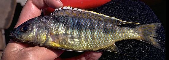 Sciaenochromis gracilis (?), photo copyright &copy; by M. K. Oliver
