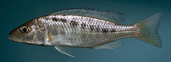 Sciaenochromis gracilis (?), photo copyright &copy; by M. K. Oliver
