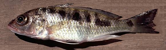 Sciaenochromis spilostichus or a close relative; photo
copyright © by M. K. Oliver