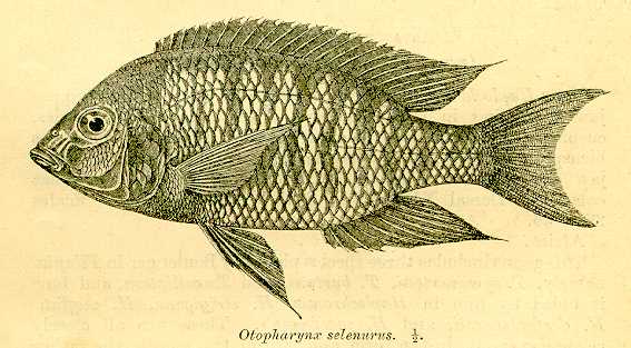 Otopharynx selenurus, lectotype, drawing from Regan (1922)