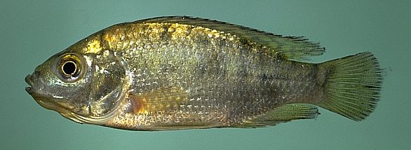 Oreochromis shiranus shiranus, photo copyright &copy; 1997 by
M. K. Oliver
