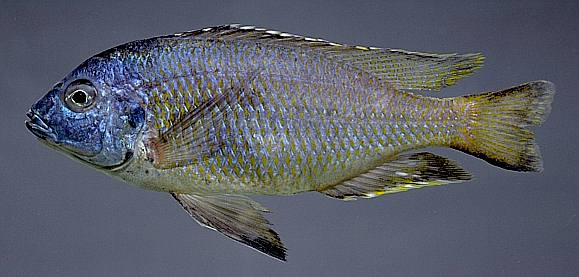 Protomelas cf. similis, photo copyright &copy; 1997 by M. K. Oliver