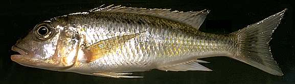 Buccochromis spectabilis, photo by M.K. Oliver