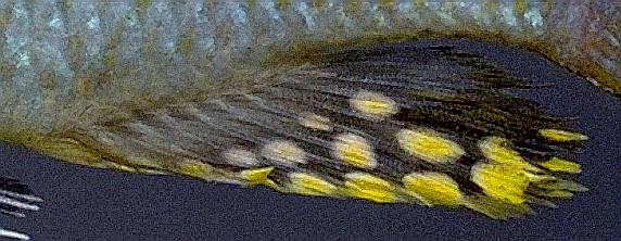 Protomelas spilopterus, anal fin of adult male;
photo copyright &copy; by M. K. Oliver