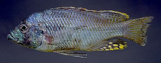 Protomelas spilopterus, adult male; photo copyright &copy; by M. K. Oliver