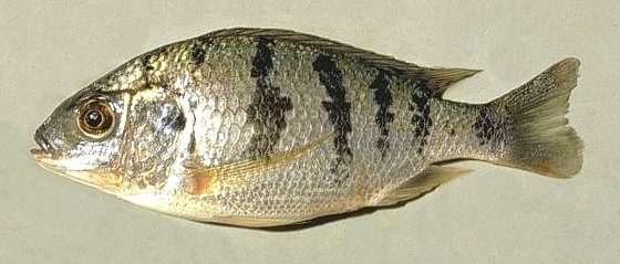 Nonbreeding Oreochromis squamipinnis, photo copyright &copy; by M.K. Oliver