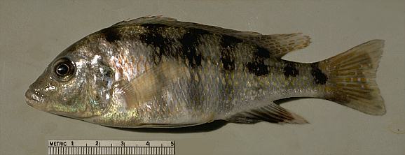 Placidochromis subocularis, photo copyright &copy; by M. K. Oliver
