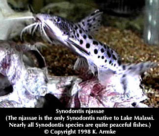 Synodontis njassae, a mochokid catfish
found in Lake Malawi; photo &copy; 1998 by K. Armke, used by permission
of Ken Armke of Armke's Rare Aquarium Fish