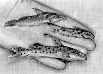 Synodontis njassae, preserved specimens with small, medium, and large spots; photo &copy; by M. K. Oliver