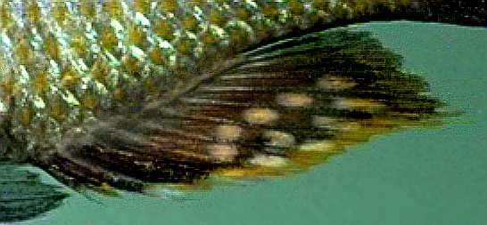 Otopharynx tetrastigma, photo copyright &copy; by M. K. Oliver