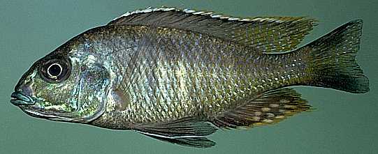 Otopharynx tetrastigma, photo copyright &copy; by M. K. Oliver