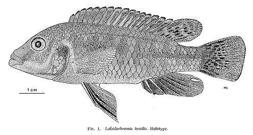 Labidochromis textilis holotype, drawing
copyright &copy; by M. K. Oliver