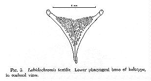 Lower pharyngeal bone of Labidochromis textilis holotype,
drawing copyright &copy; by M. K. Oliver