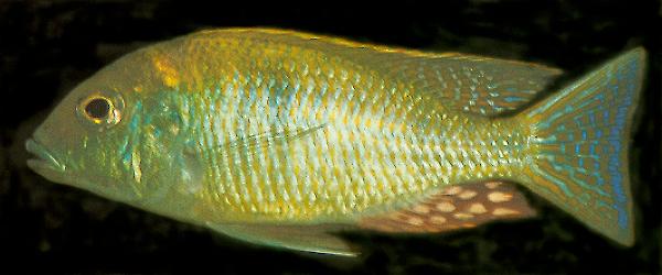 Tramitichromis intermedius, photo &copy; by Ad Konings