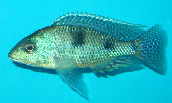 Tramitichromis intermedius, photo &copy; by Spencer Jack