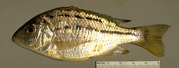 Another Protomelas triaenodon, photo copyright &copy; by M. K. Oliver