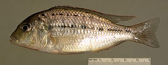 Protomelas triaenodon, photo copyright &copy; by M. K. Oliver