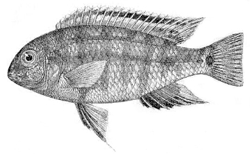 Tropheops tropheops. From Ribbink et al. (1983)