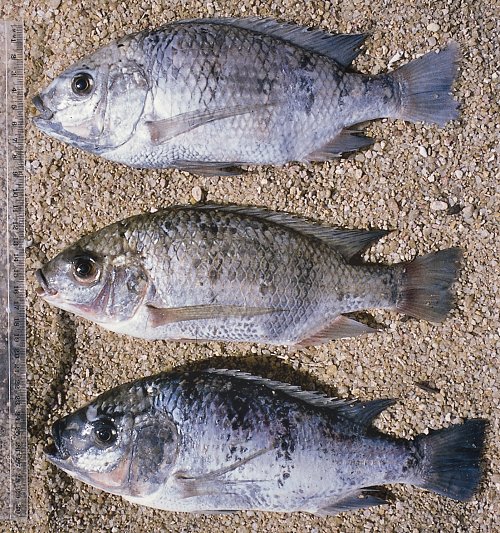 Three species of Oreochromis; photo &copy; by G.F. Turner
