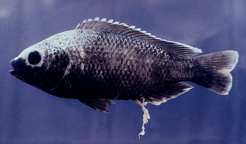 Oreochromis squamipinnis, territorial male; photo copyright &copy; by Denis Tweddle