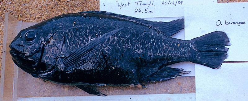 Oreochromis karongae, territorial male; photo copyright &copy; by George Turner